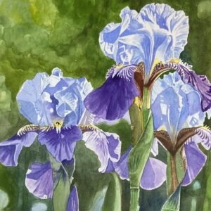"Irises" 16"X 20"